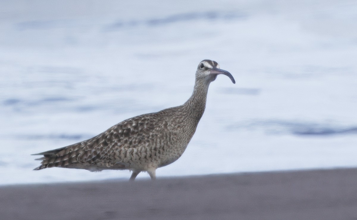 Hudsonian Whimbrel - ML646614177