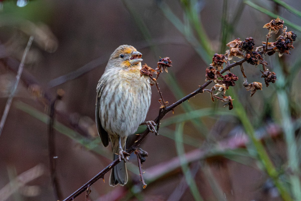 House Finch - ML646614179
