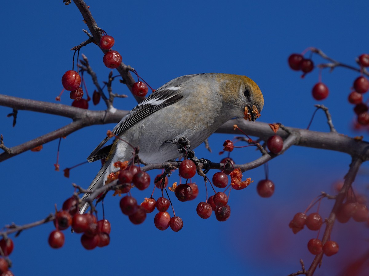 Pine Grosbeak - ML646614180