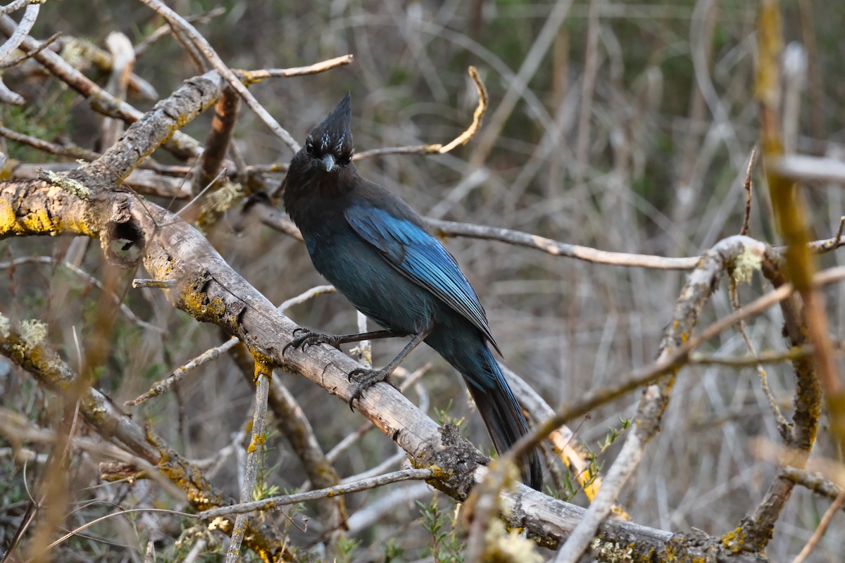 Steller's Jay - ML646614183