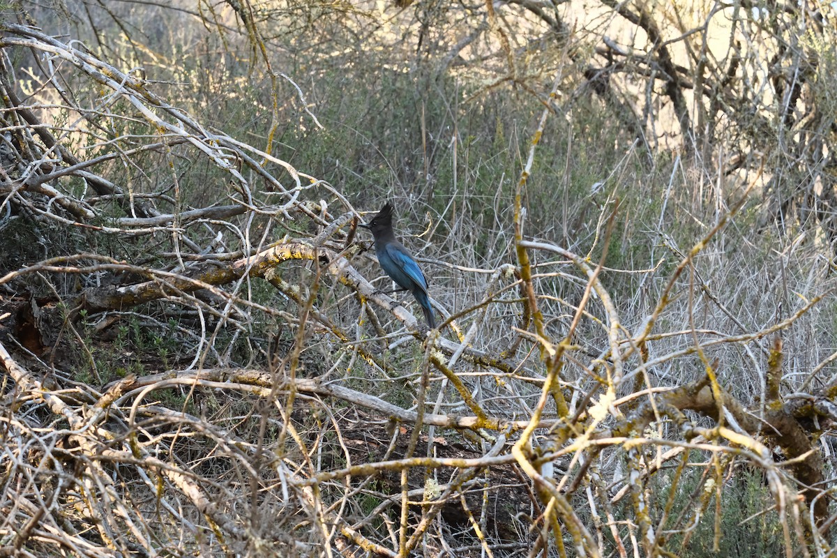 Steller's Jay - ML646614185