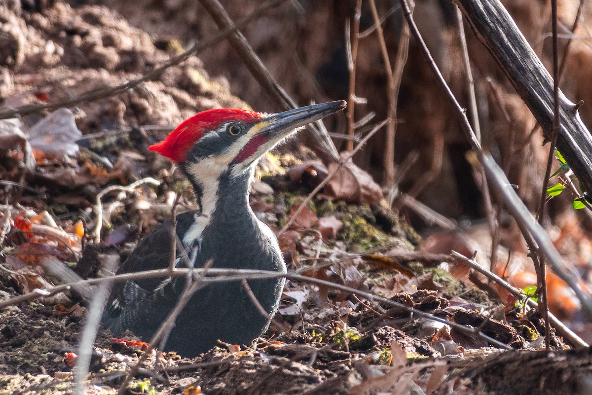 Pileated Woodpecker - ML646614186