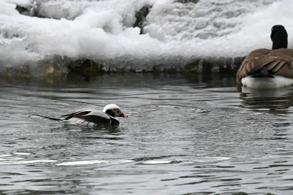 Eisente - ML646614187