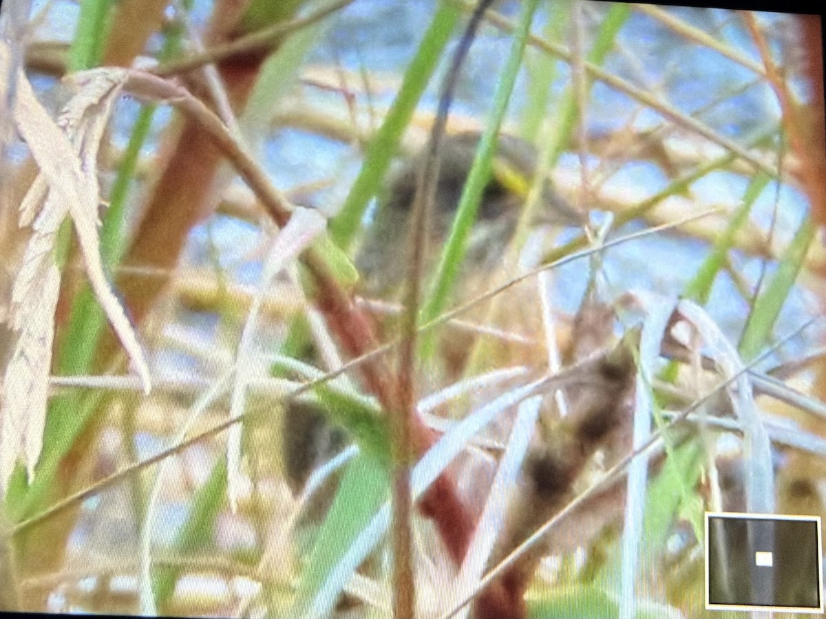 Seaside Sparrow - ML646614188