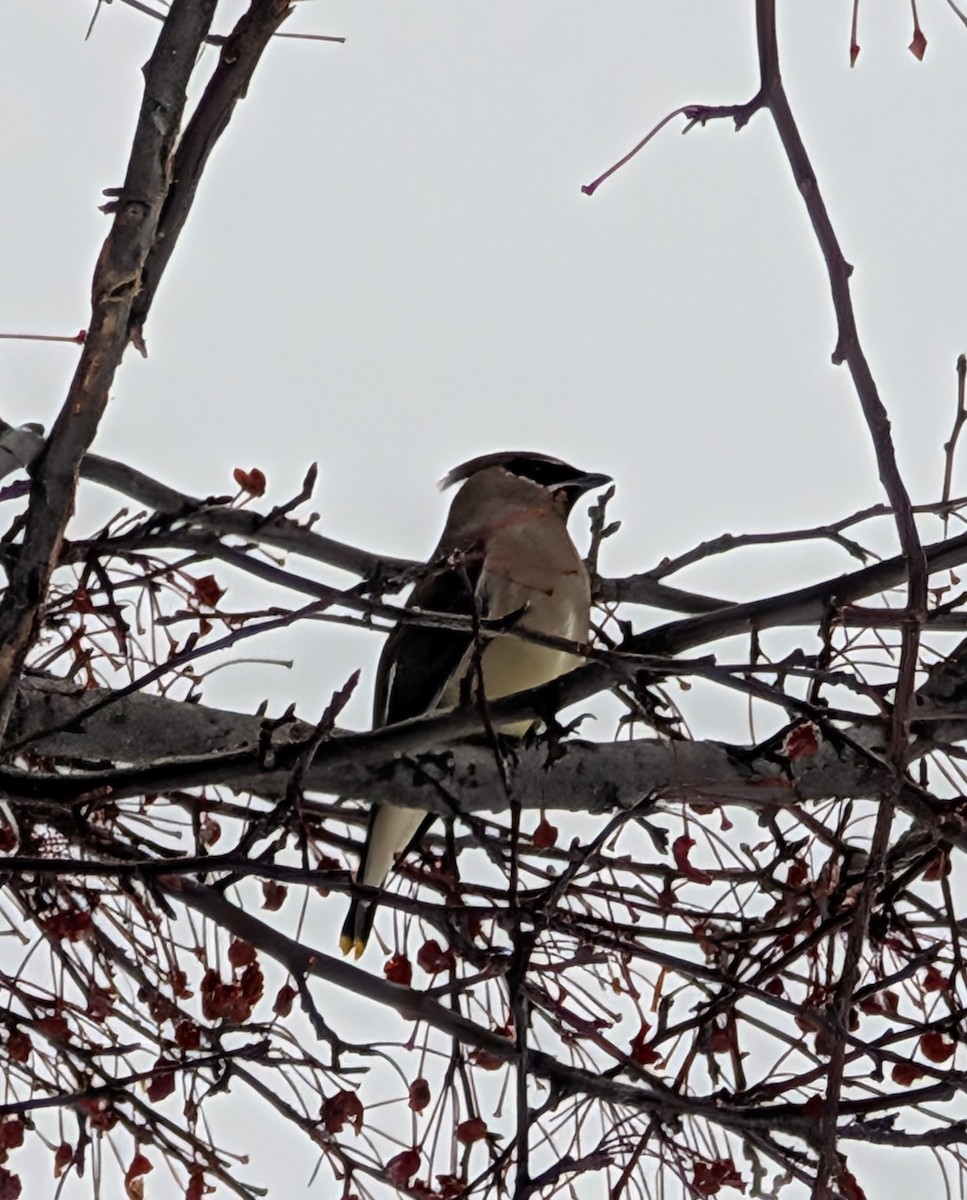 Buztanori amerikarra - ML646614191