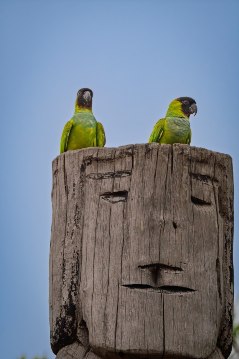 Aratinga Ñanday - ML646614192