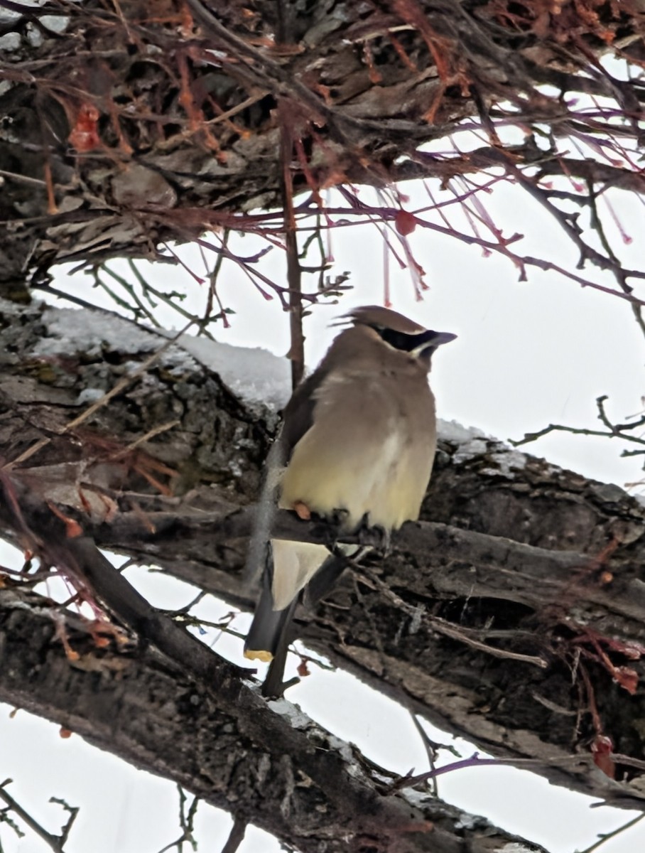 Buztanori amerikarra - ML646614193