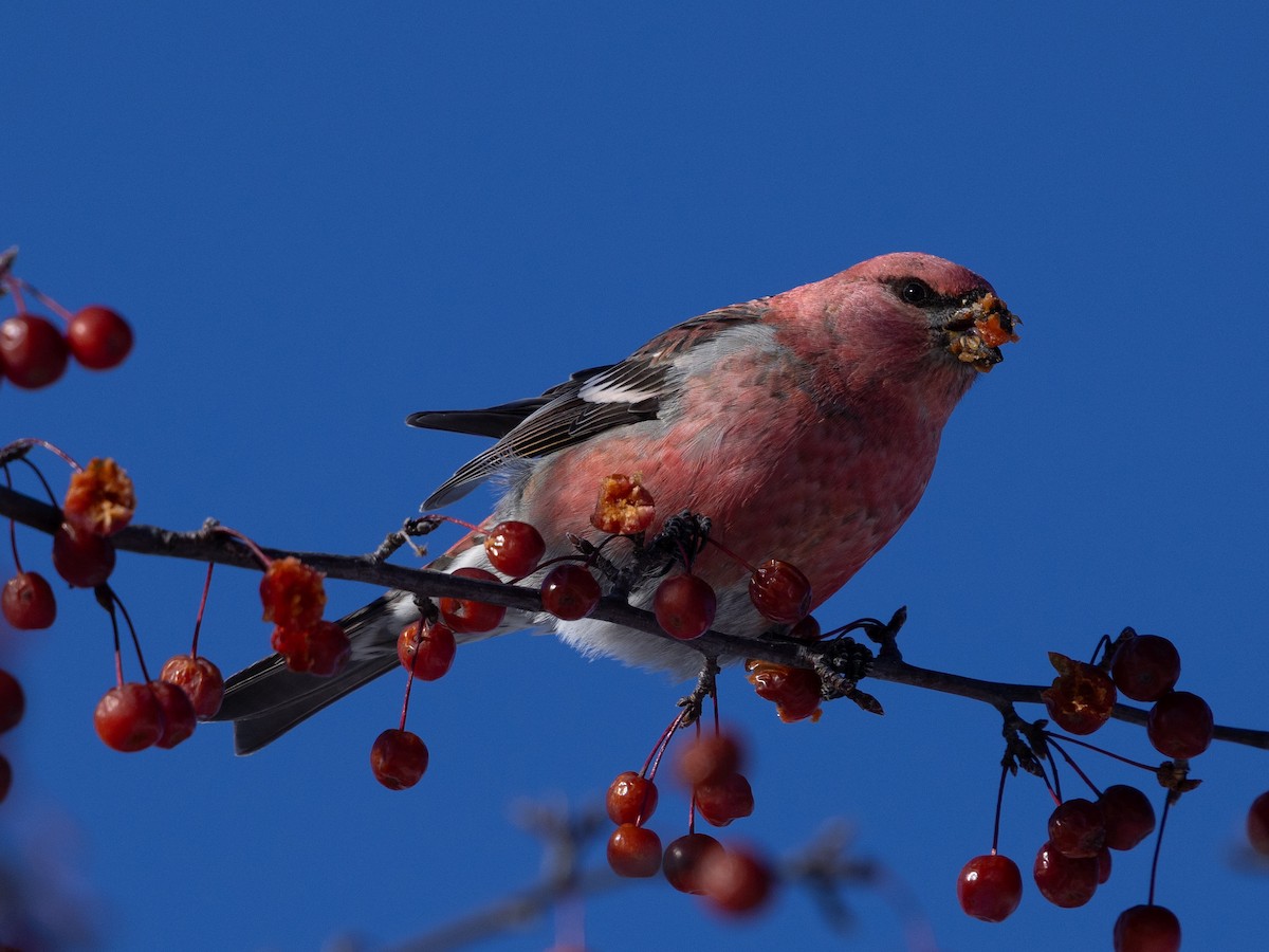 Pine Grosbeak - ML646614194