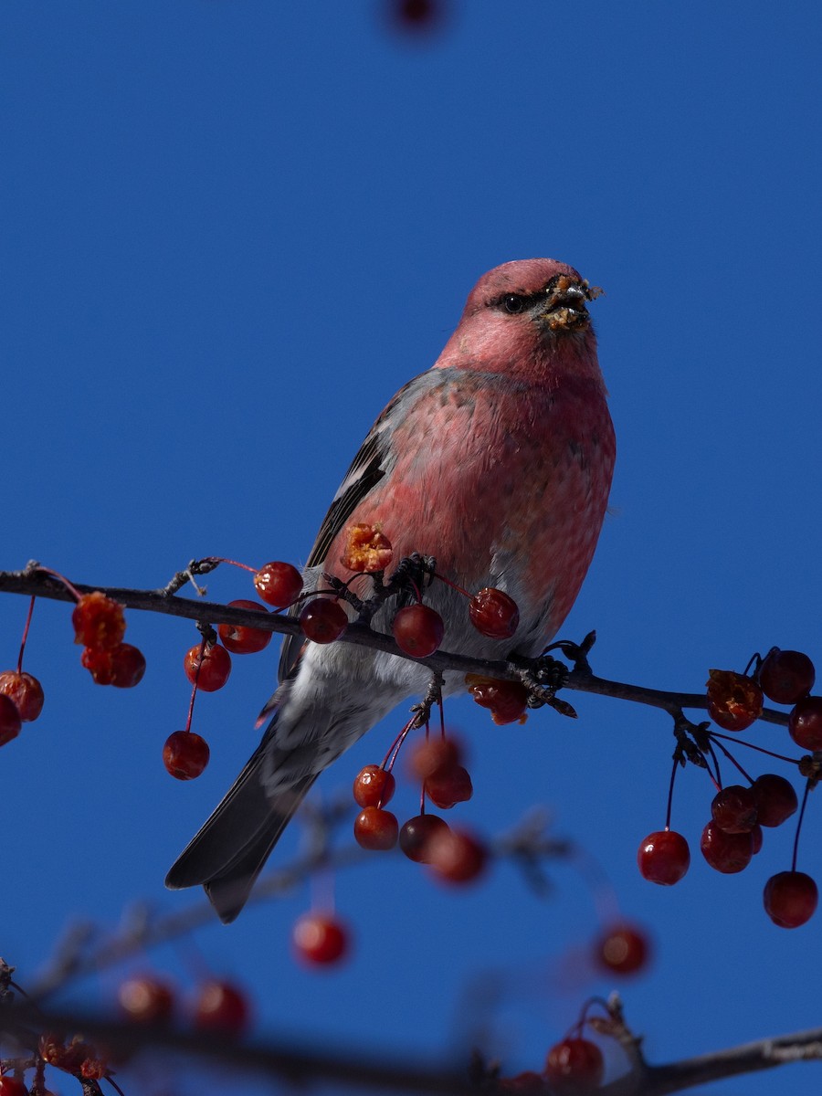 Pine Grosbeak - ML646614195