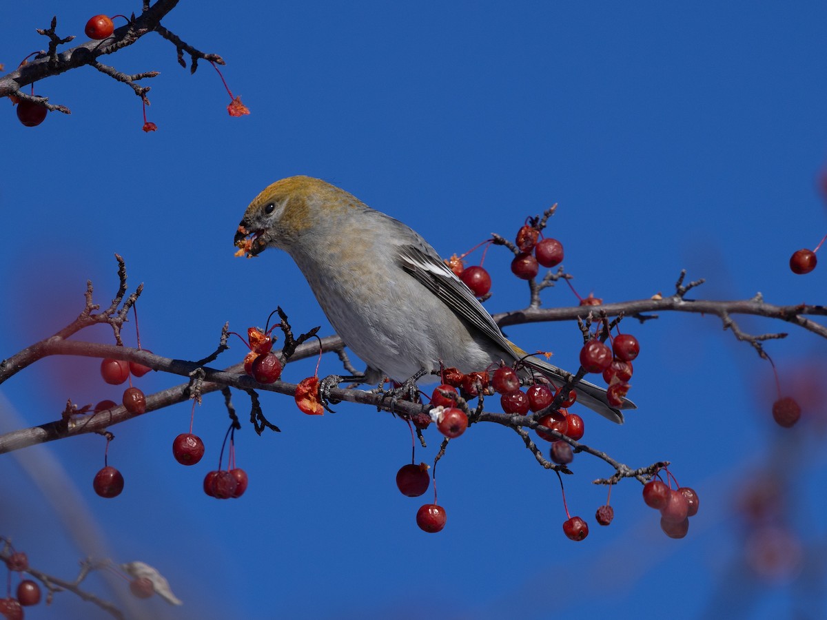 Pine Grosbeak - ML646614196