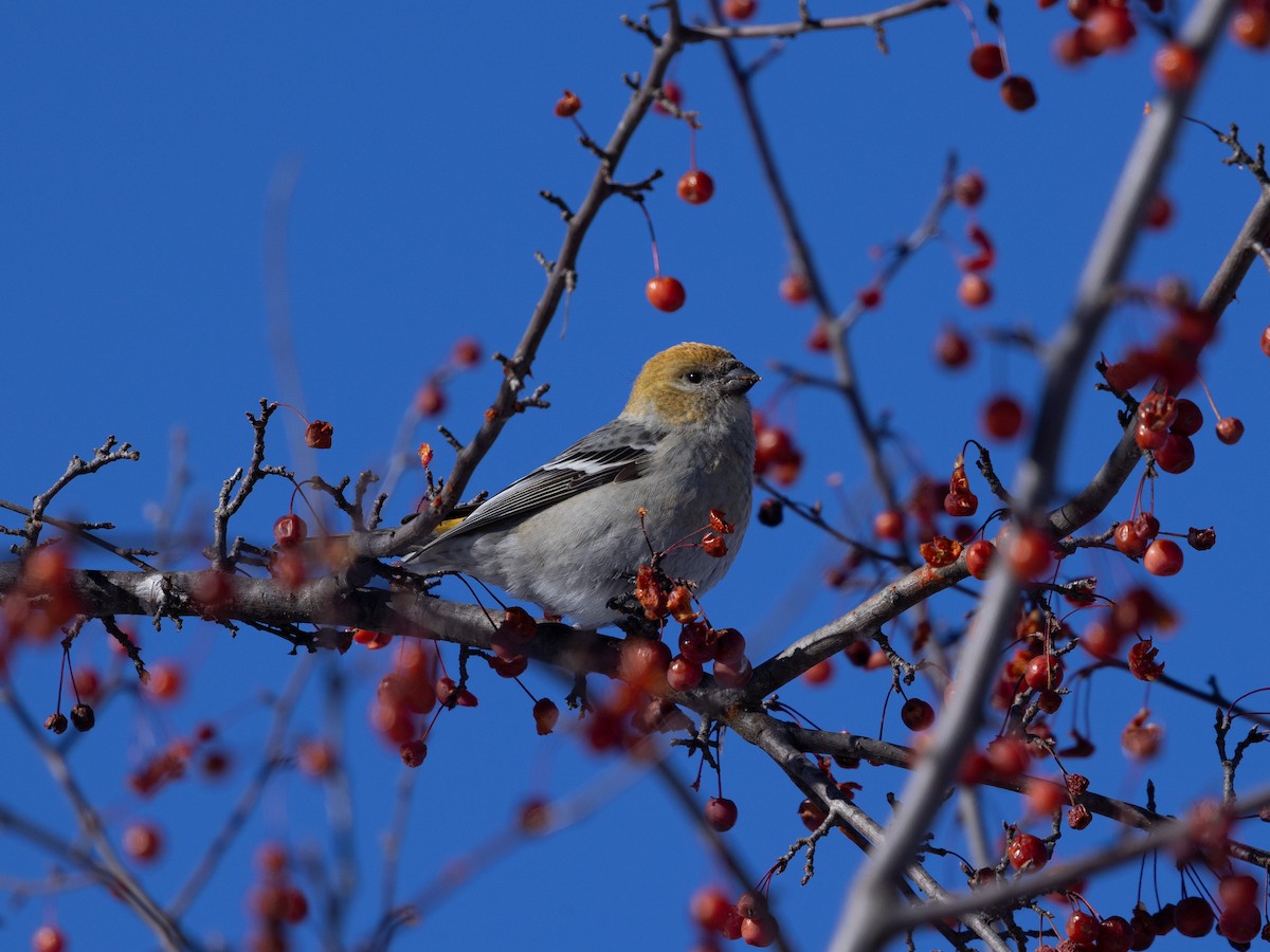 Pine Grosbeak - ML646614198