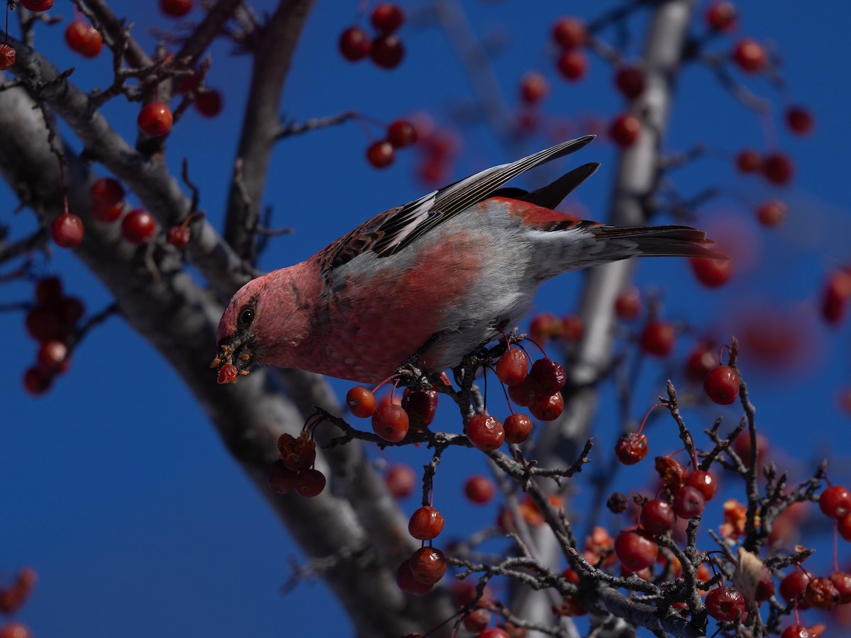 Pine Grosbeak - ML646614199