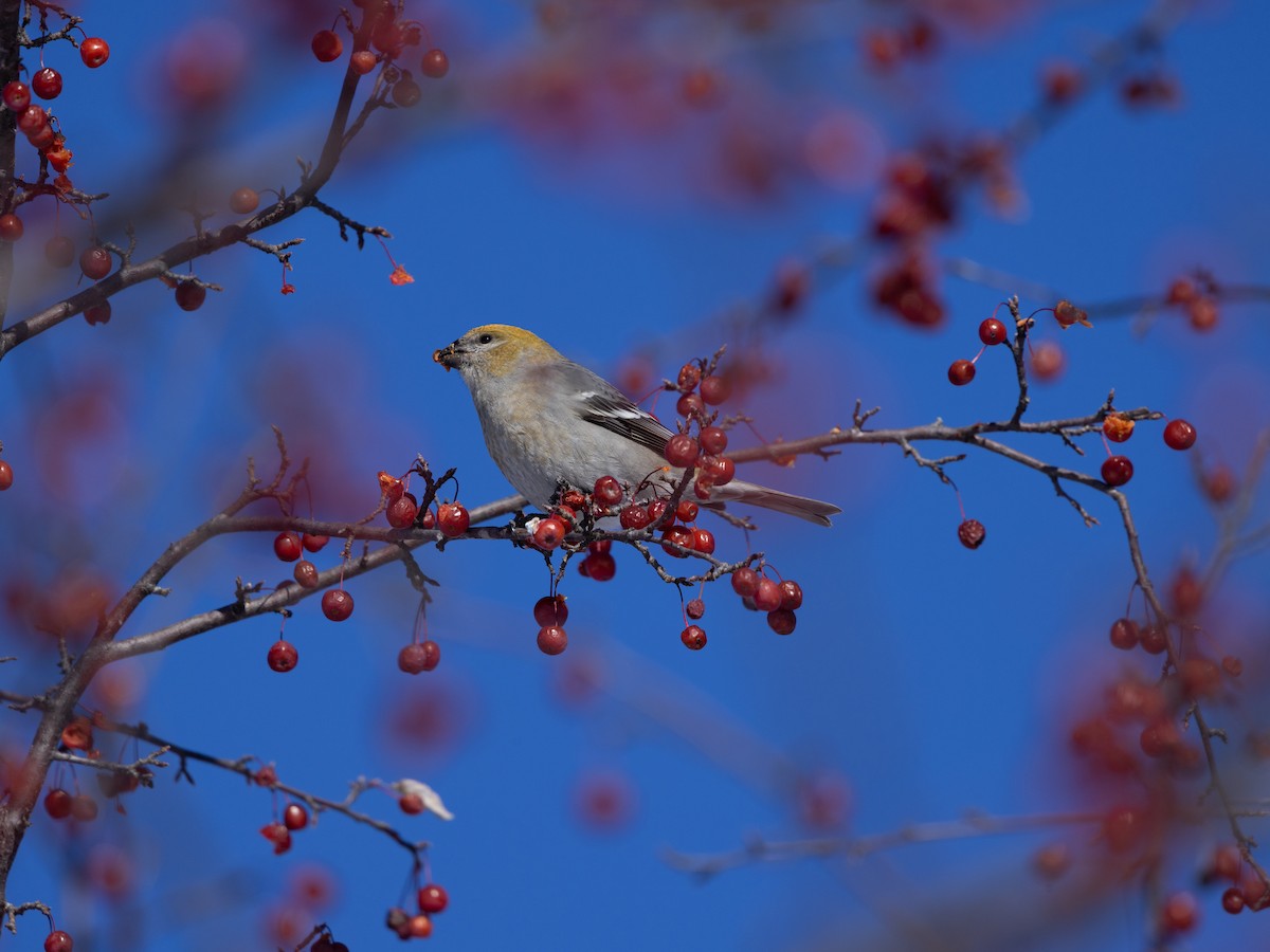 Pine Grosbeak - ML646614200