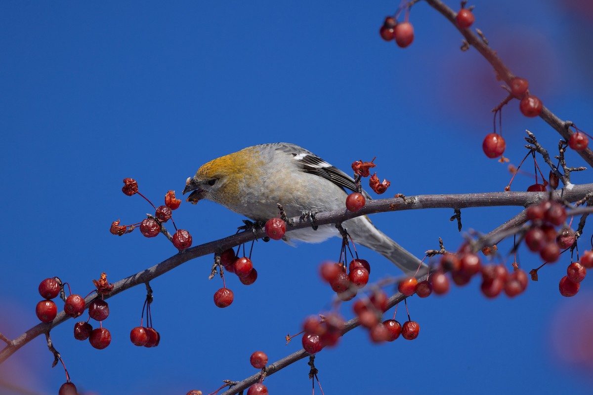 Pine Grosbeak - ML646614201