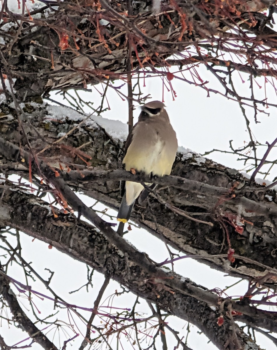 Buztanori amerikarra - ML646614202