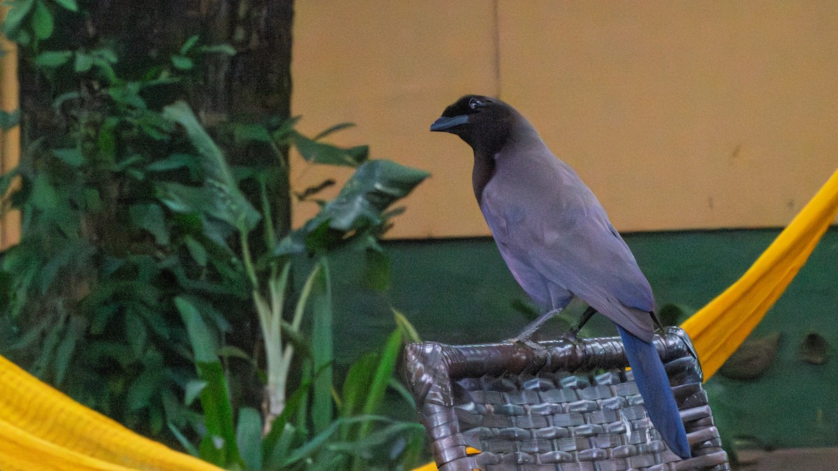 Chara Morada - ML646614205