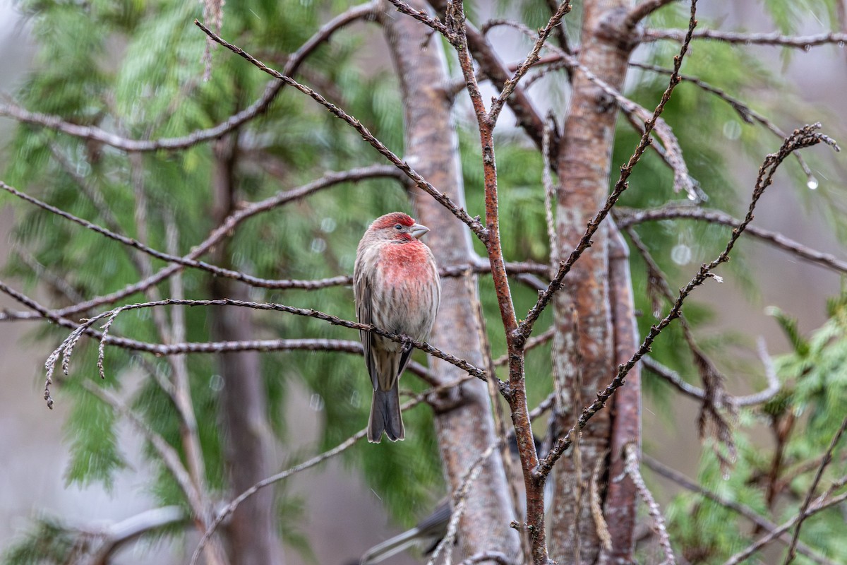 Camachuelo Mexicano - ML646614213