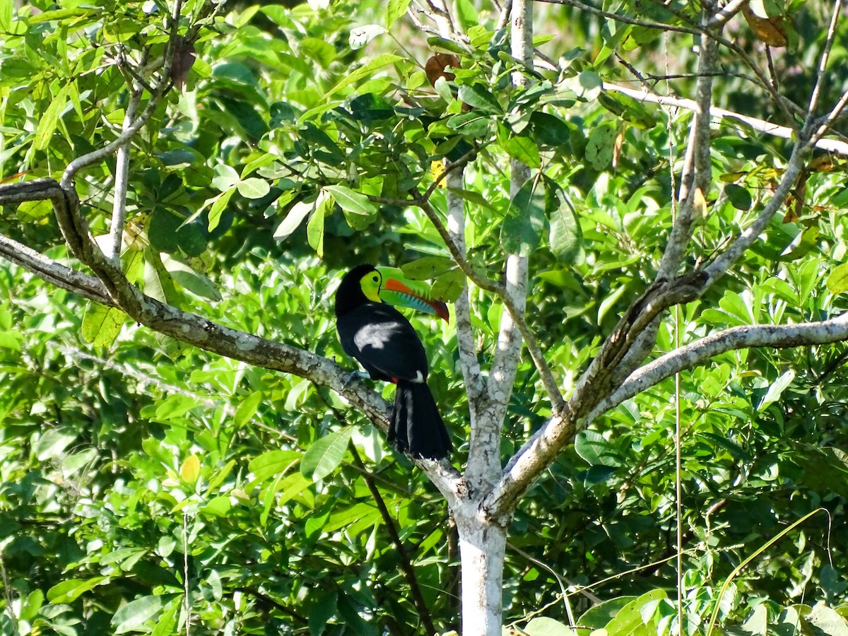 tukan středoamerický - ML646614214