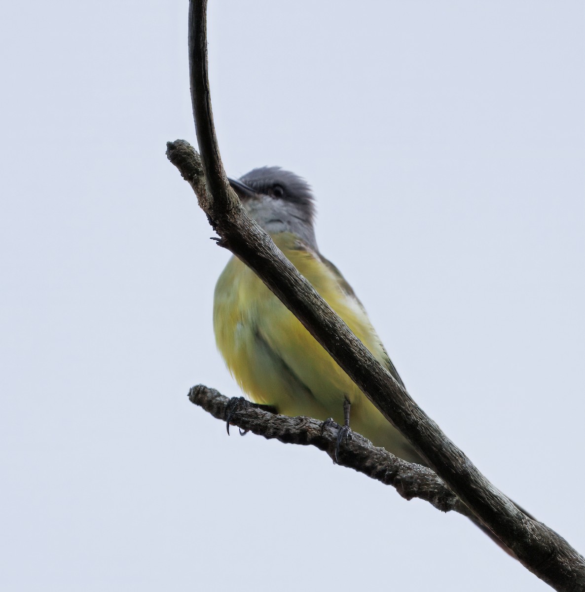 Tropical Kingbird - ML646614215