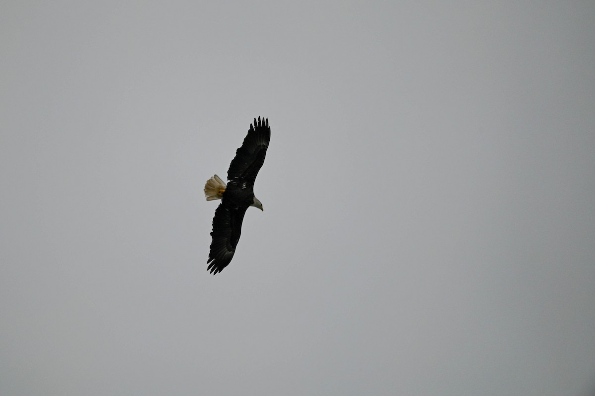 Weißkopf-Seeadler - ML646614217