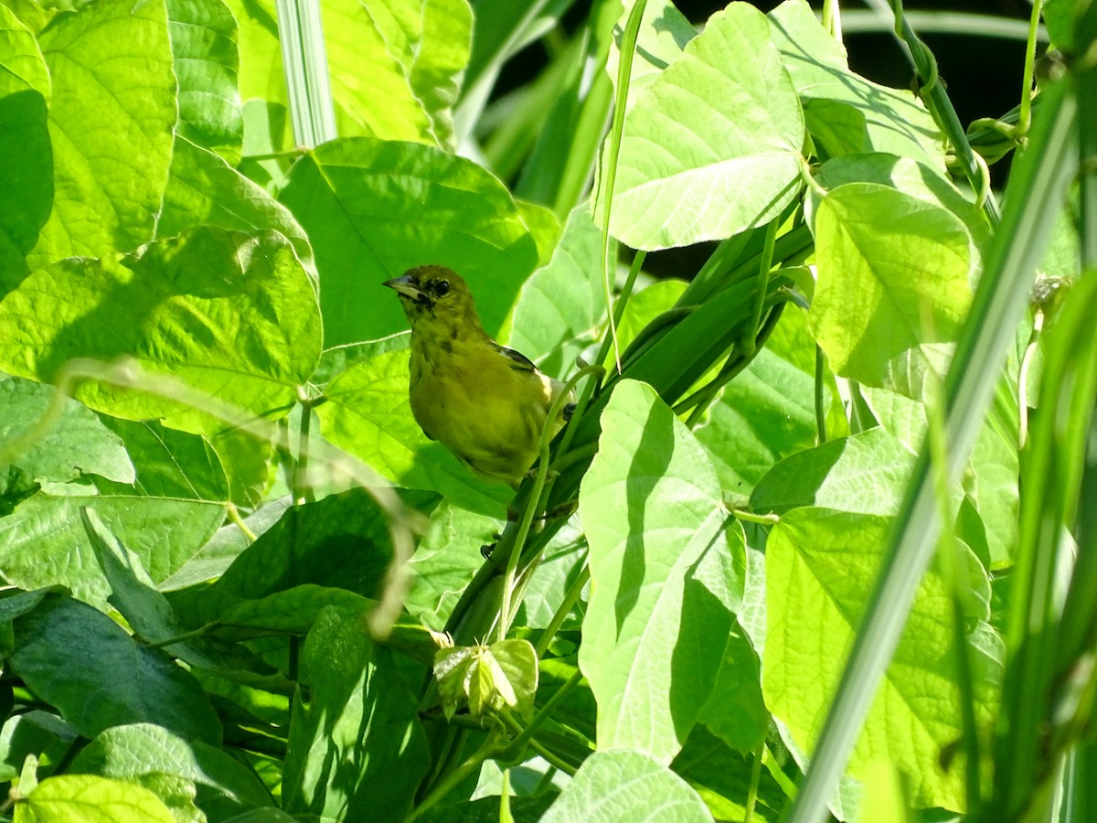 Orchard Oriole - ML646614218