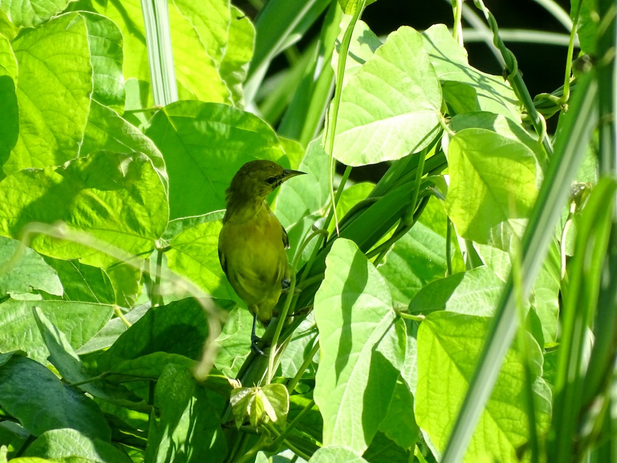 Orchard Oriole - ML646614219