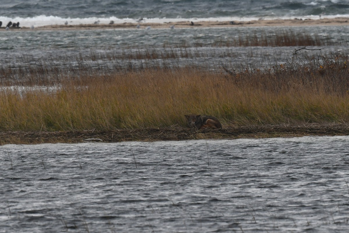 kır kurdu - ML646614220