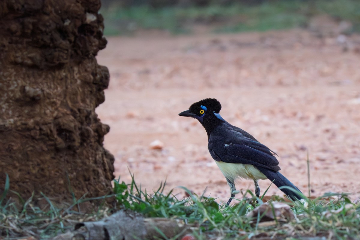 Chara Moñuda - ML646614221