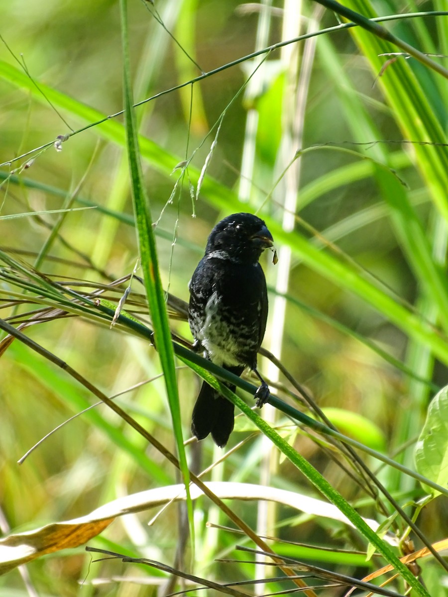 Variable Seedeater - ML646614222