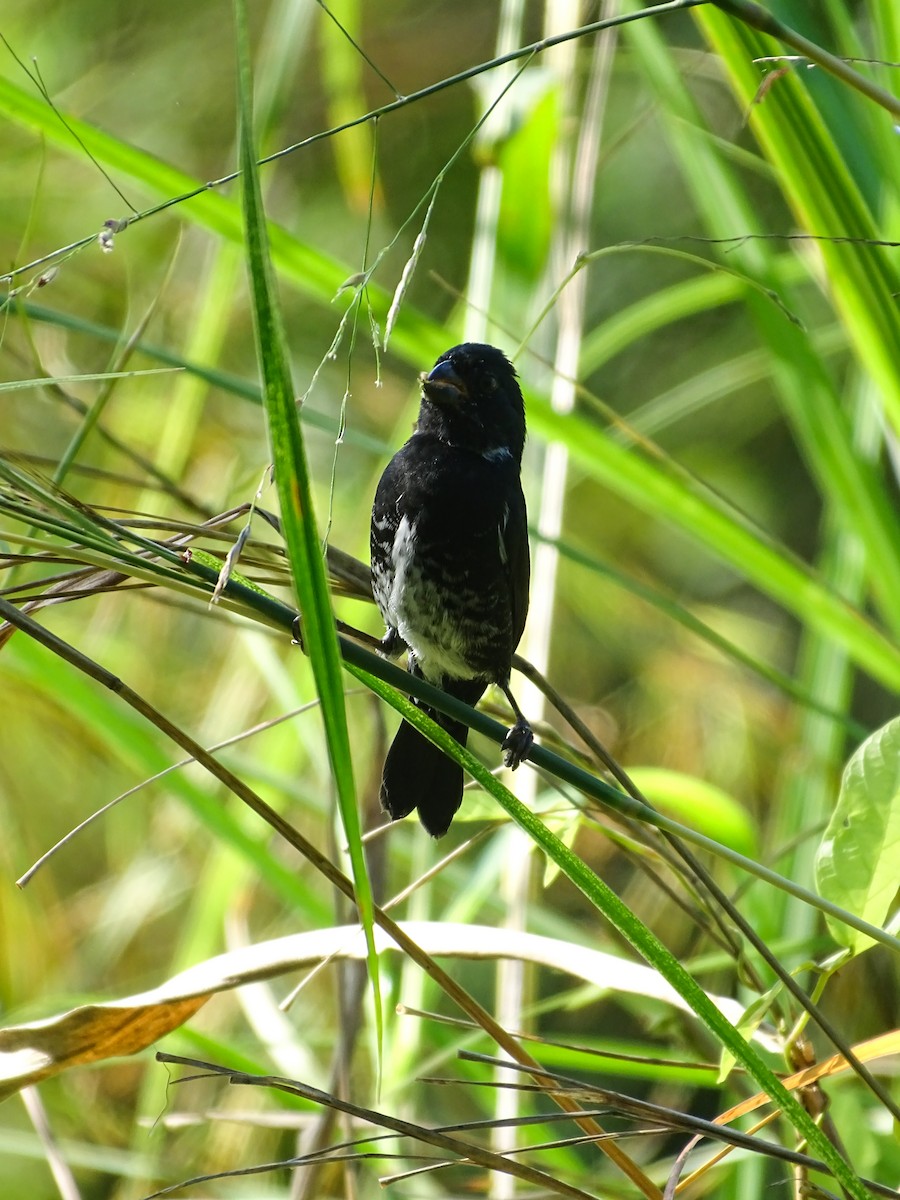 Variable Seedeater - ML646614223