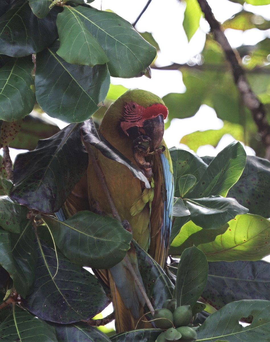 Great Green Macaw - ML646614225