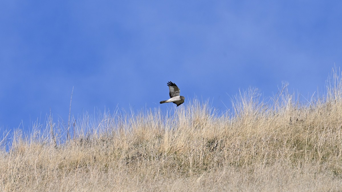 Northern Harrier - ML646614226