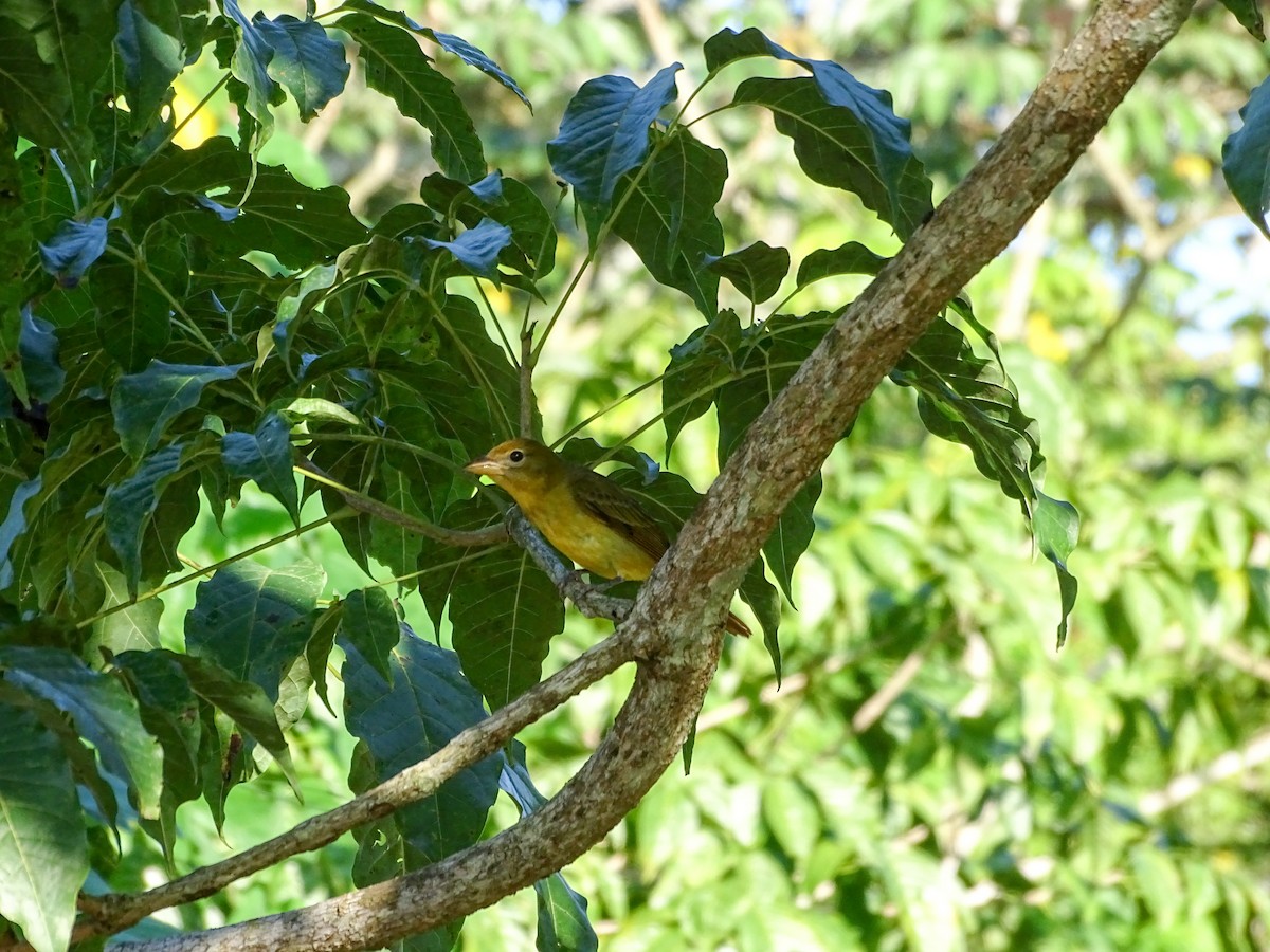 Summer Tanager - ML646614227
