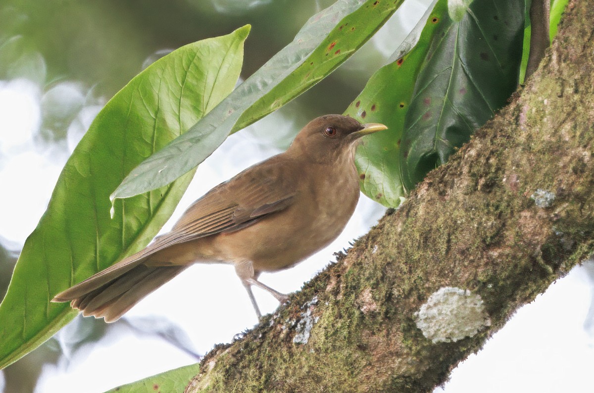Clay-colored Thrush - ML646614228