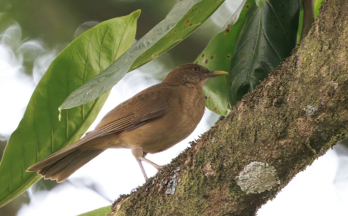 Clay-colored Thrush - ML646614229