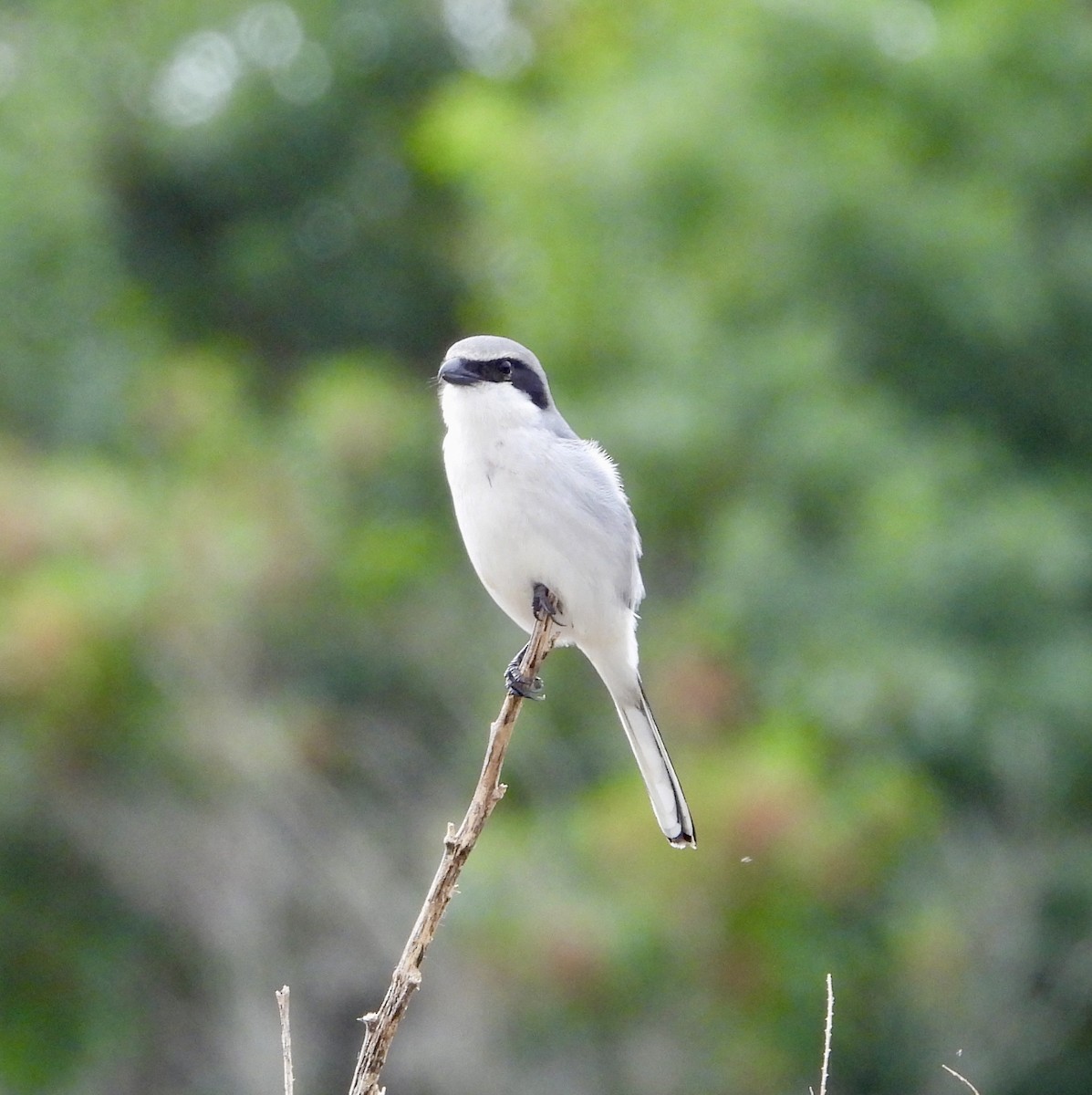 amerikavarsler - ML646614231