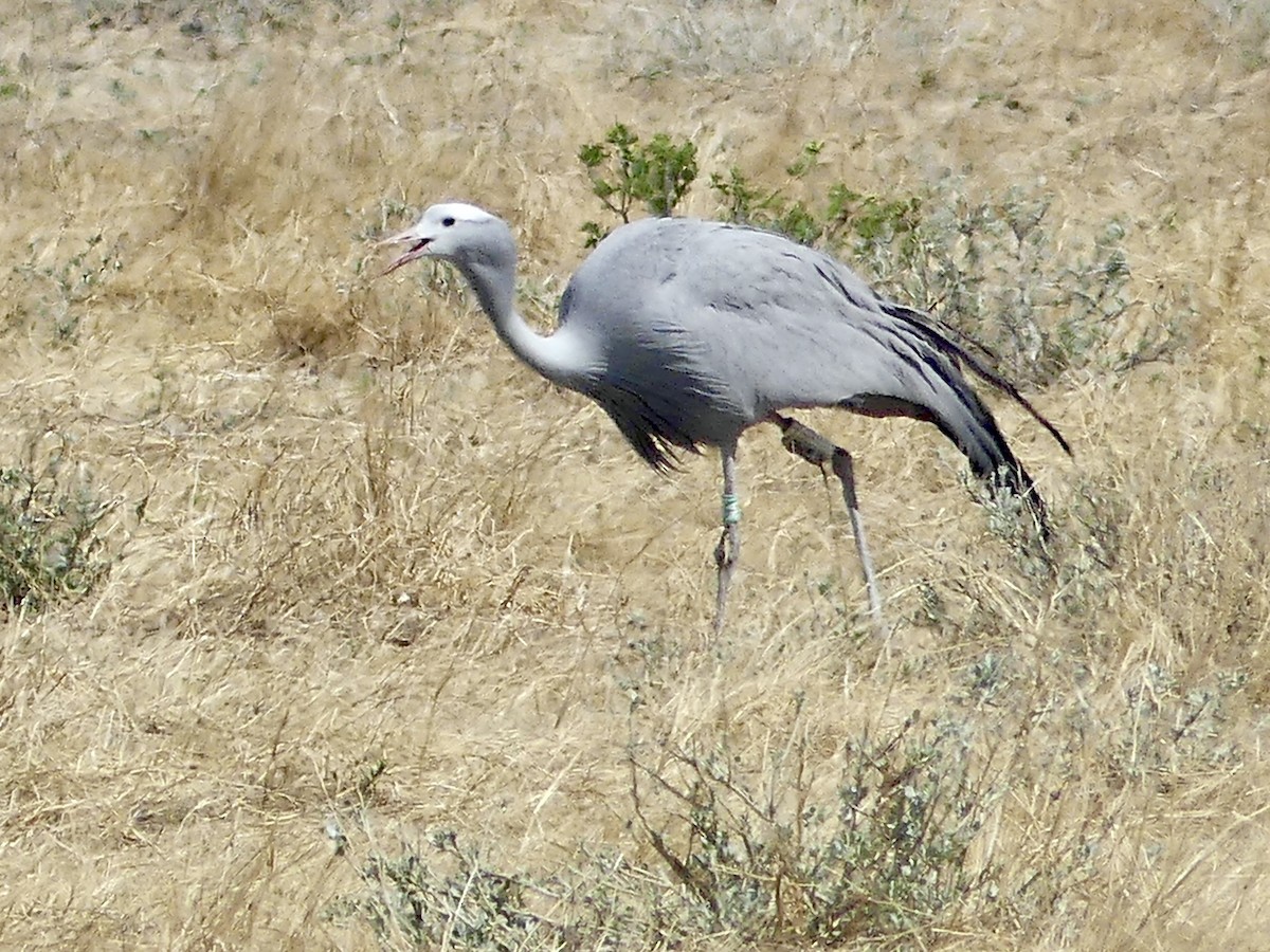 Blue Crane - ML646614232