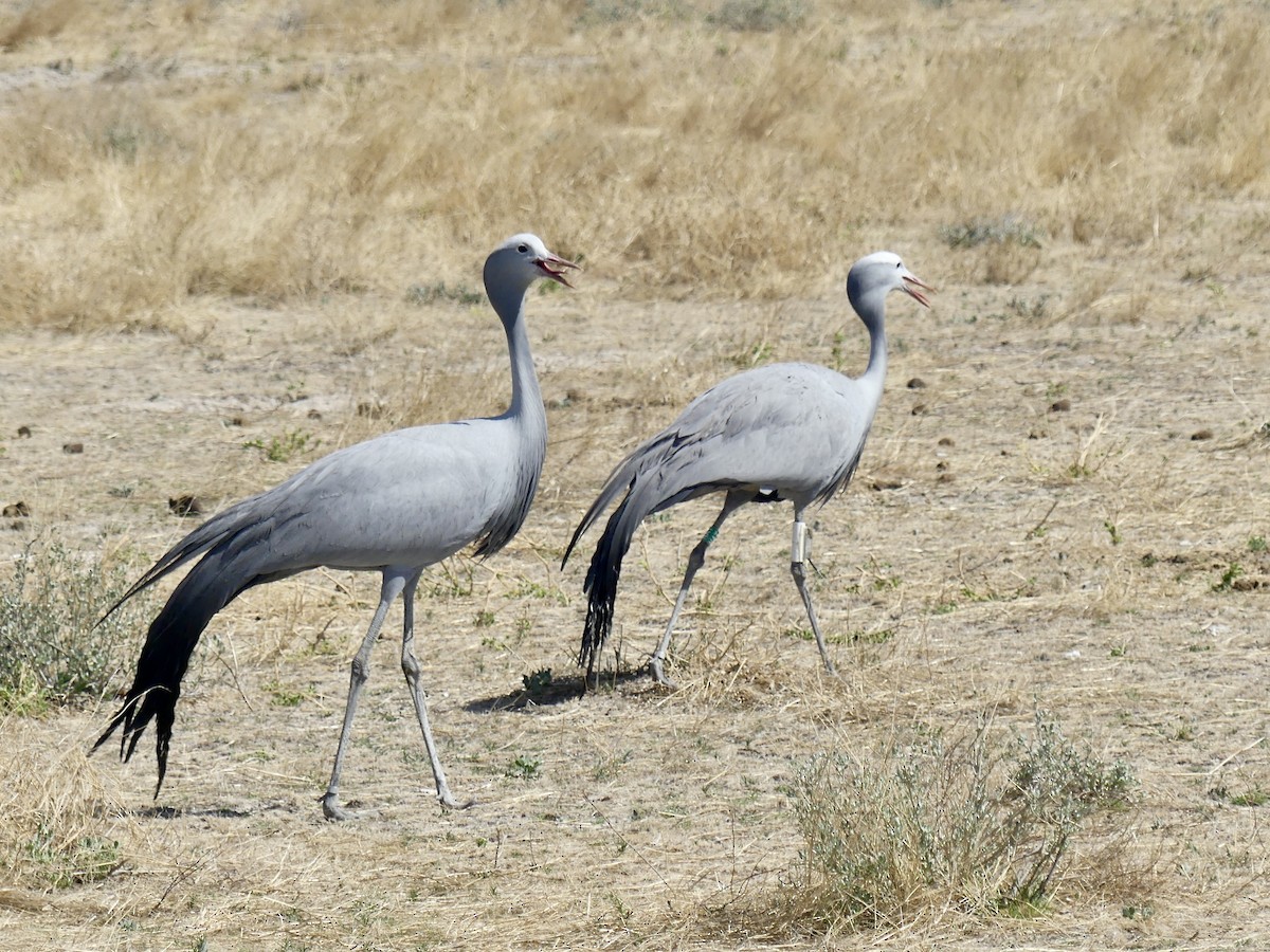 Blue Crane - ML646614233