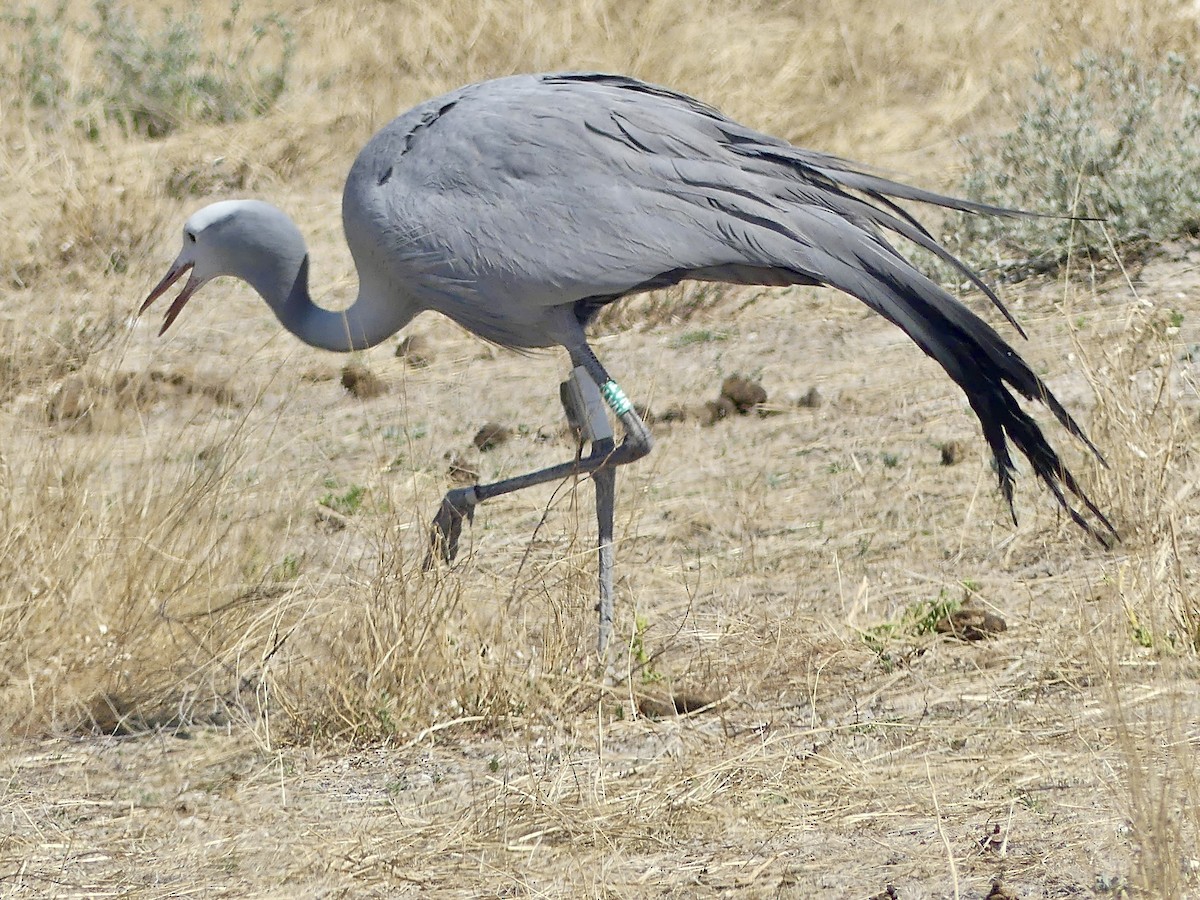 Blue Crane - ML646614234