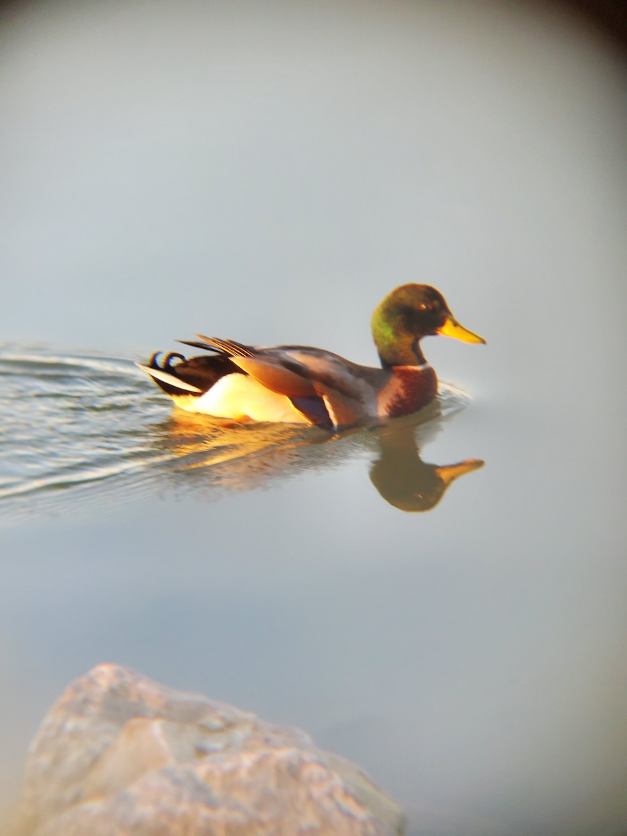 マガモ - ML646614235