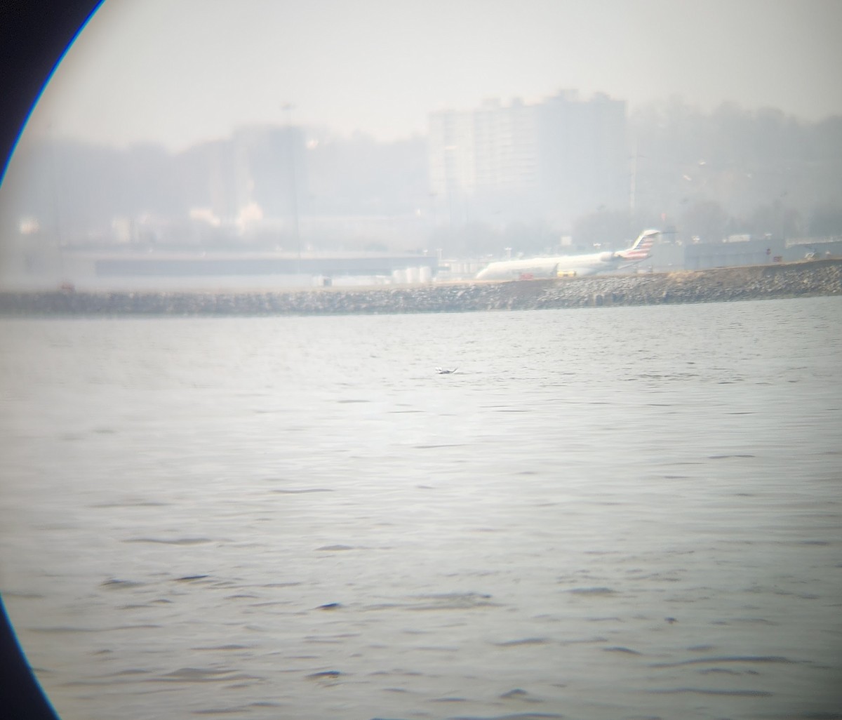 Moretta codona - ML646614236