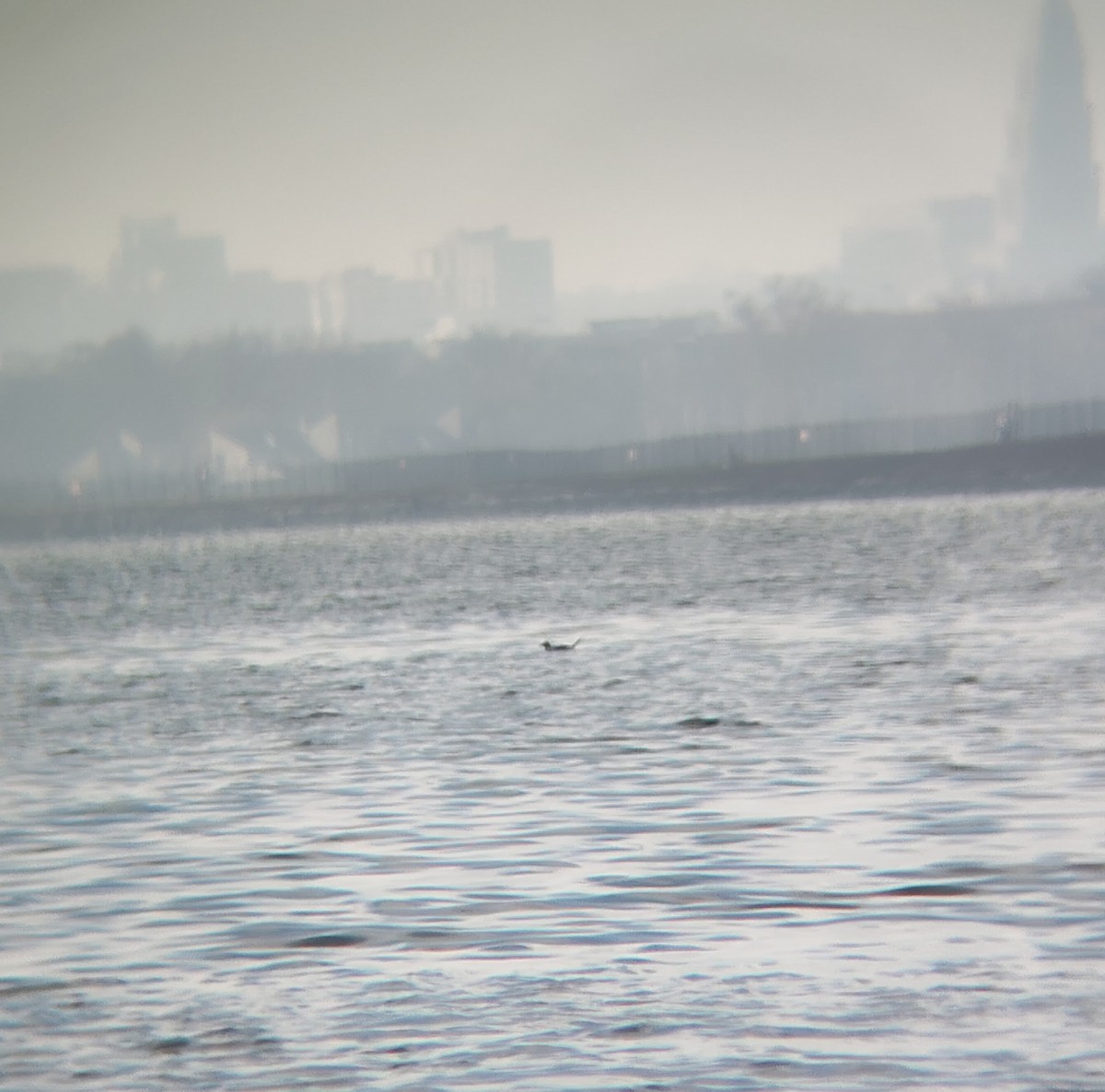 Moretta codona - ML646614237