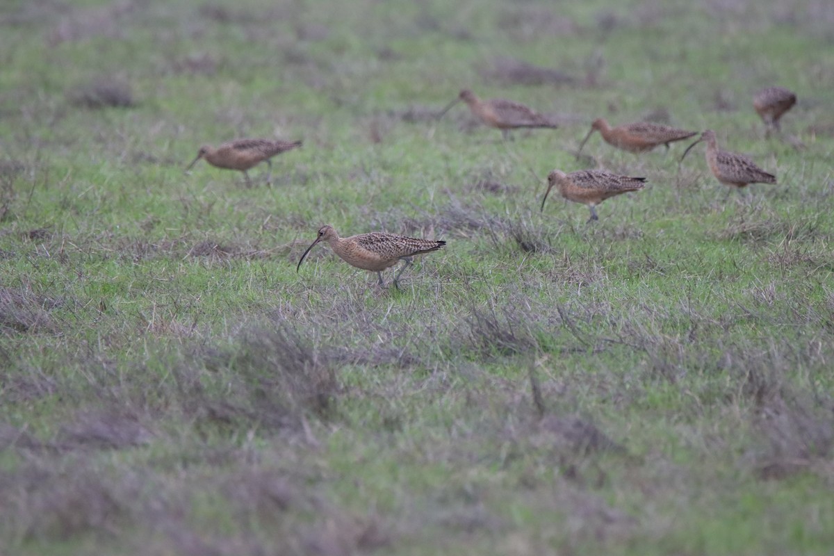 Long-billed Curlew - ML646614238