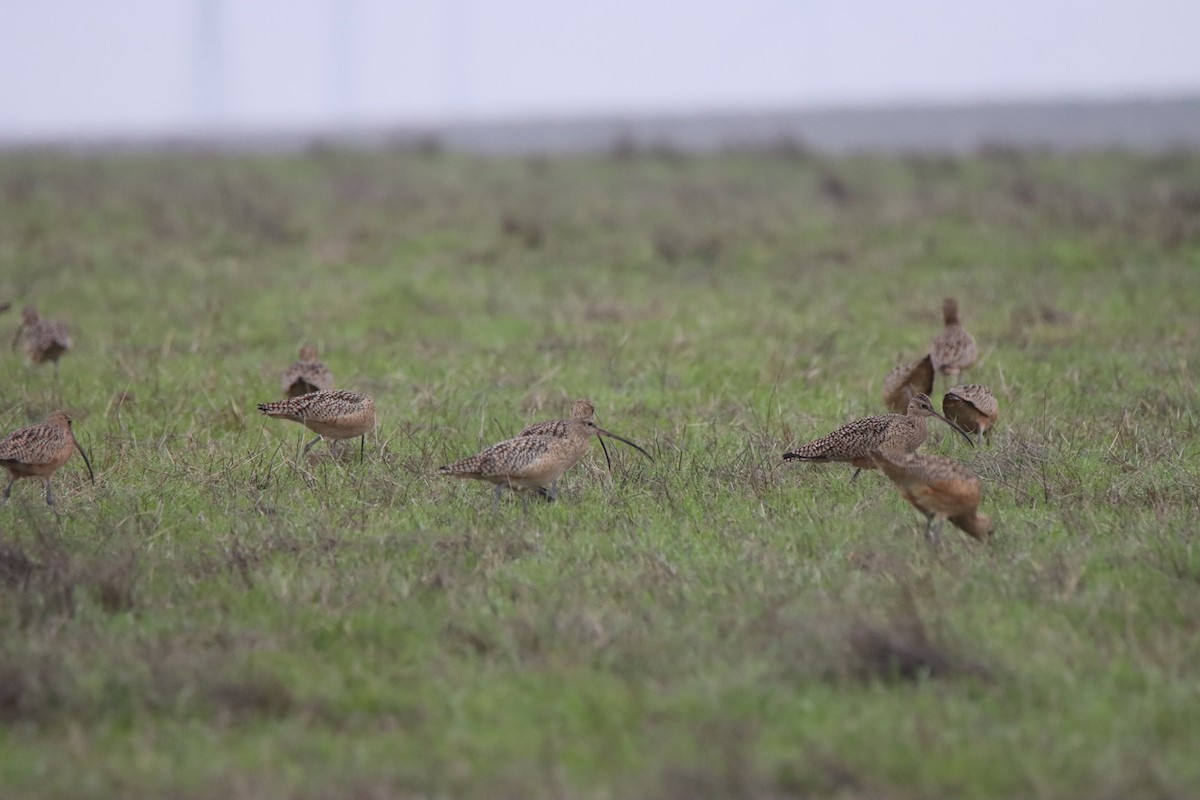 Long-billed Curlew - ML646614239