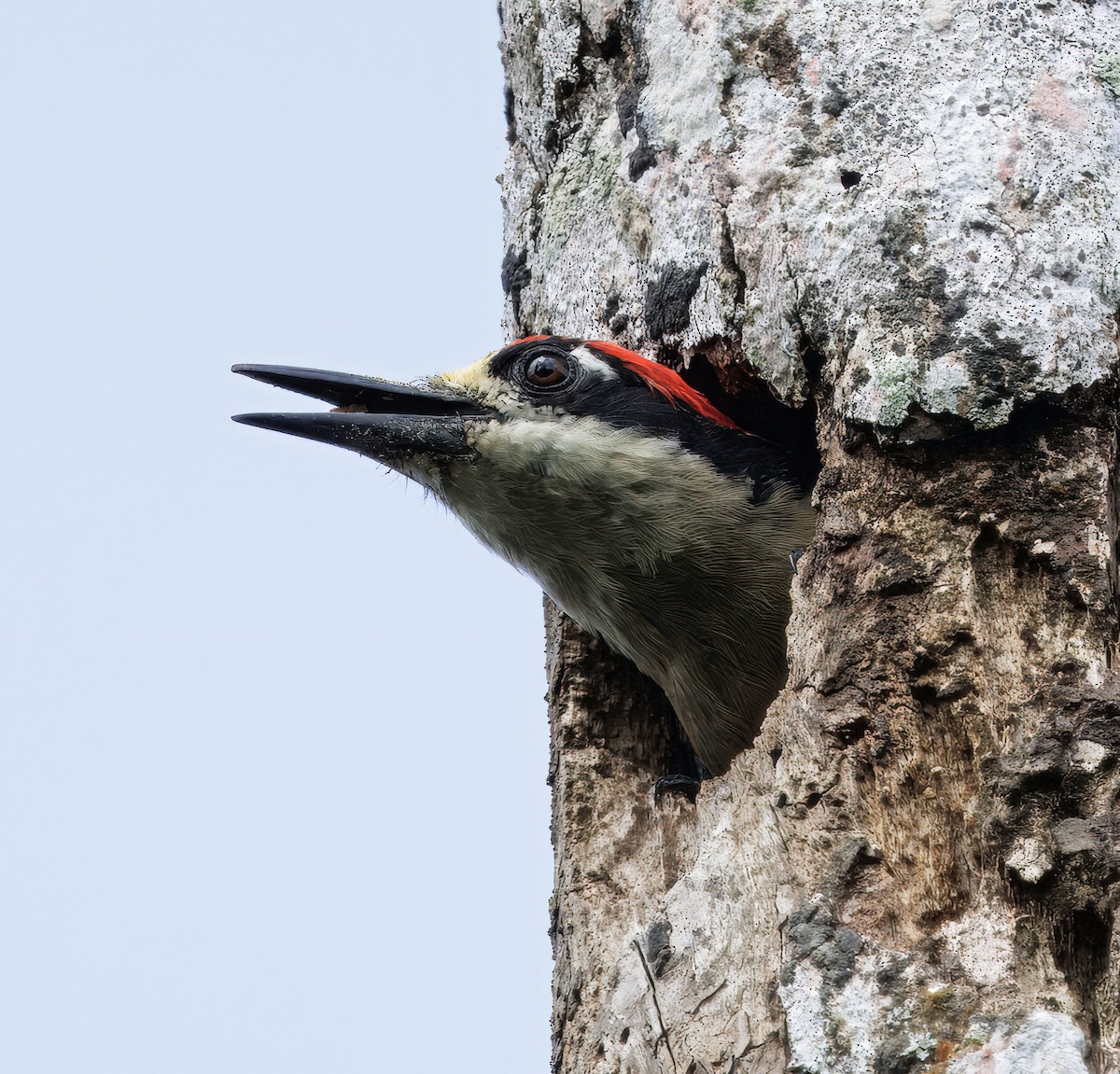 Black-cheeked Woodpecker - ML646614240