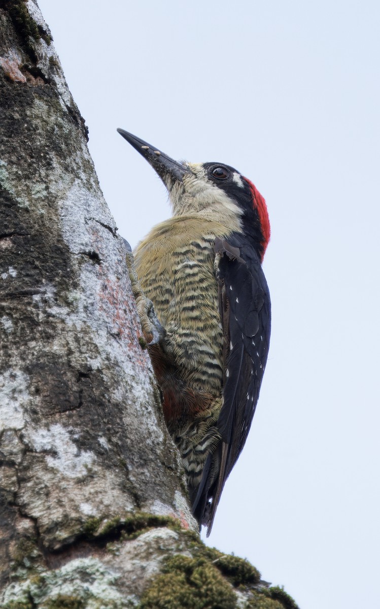 Black-cheeked Woodpecker - ML646614241