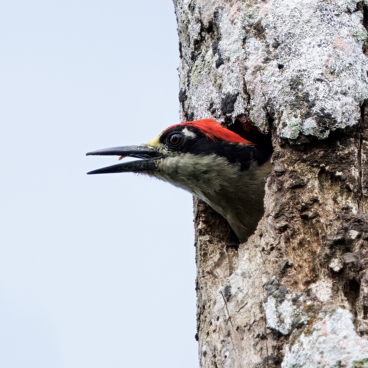 Black-cheeked Woodpecker - ML646614242