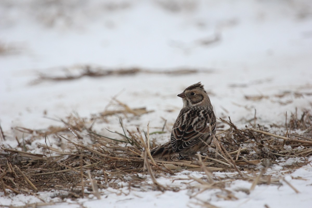 גיבתון לפלנדי - ML646614243