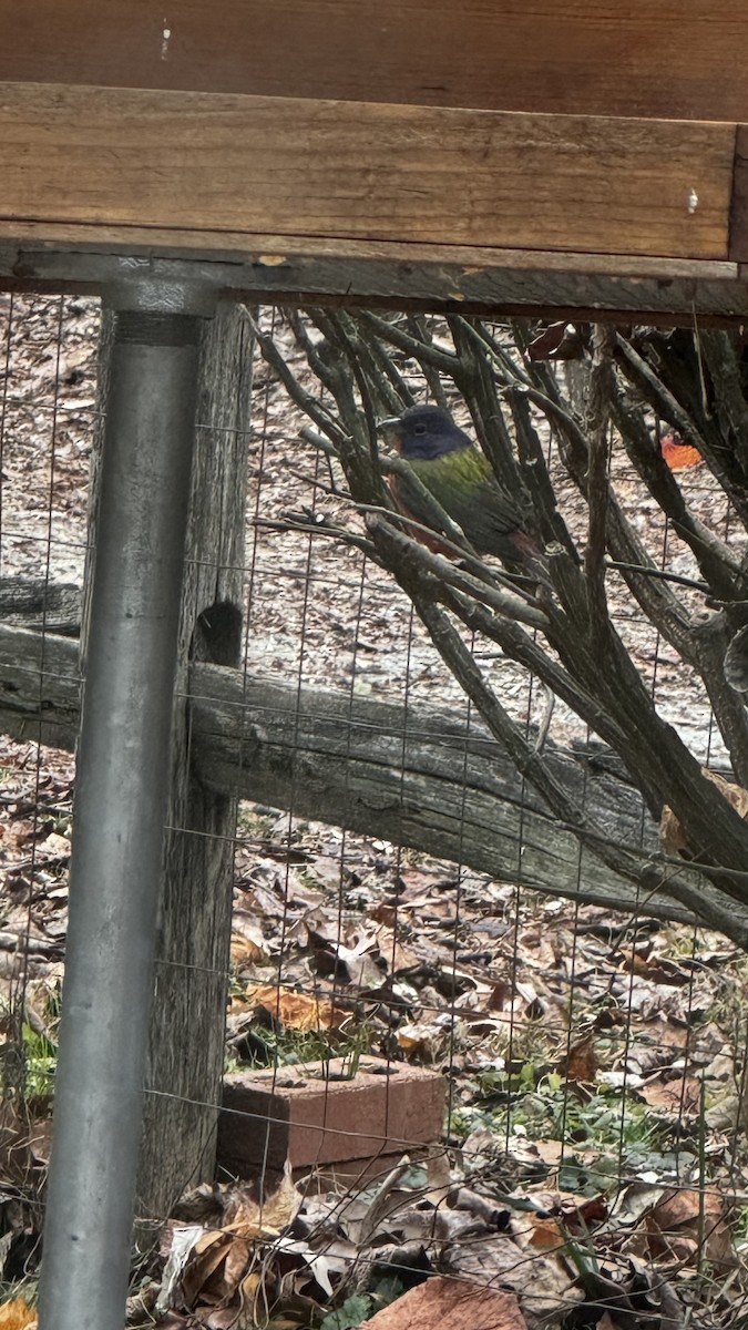 Painted Bunting - ML646614244