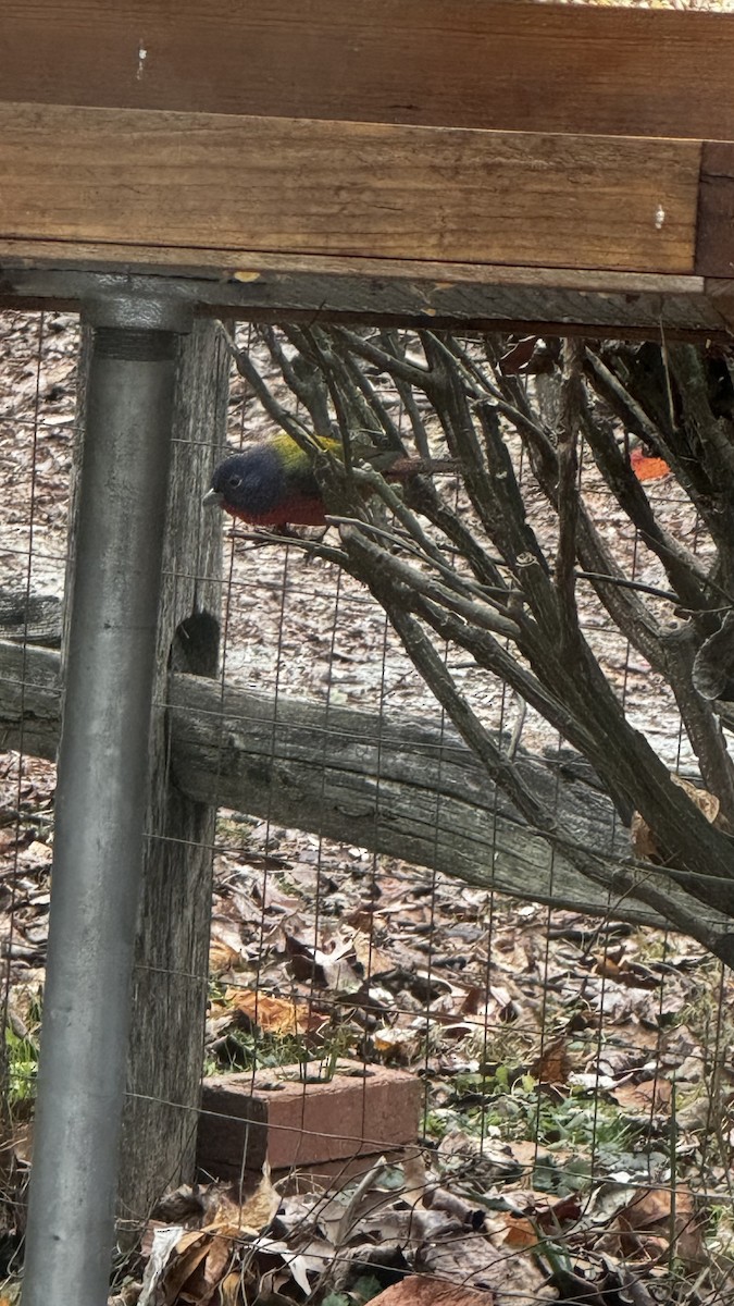 Painted Bunting - ML646614245